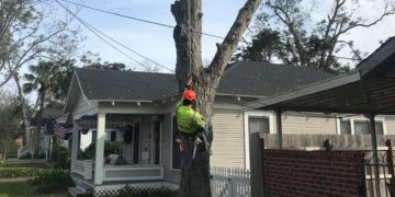 Tree Trimming & Removal Services